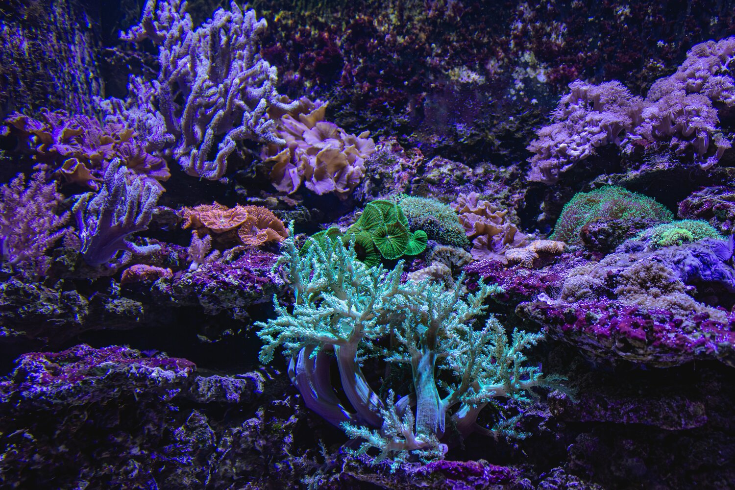 A beautiful detailed close up underwater photograph showing a colorful coral reef ecosystem with vibrant anthozoa soft corals inside a bright aquarium salt water tank during a sunny day