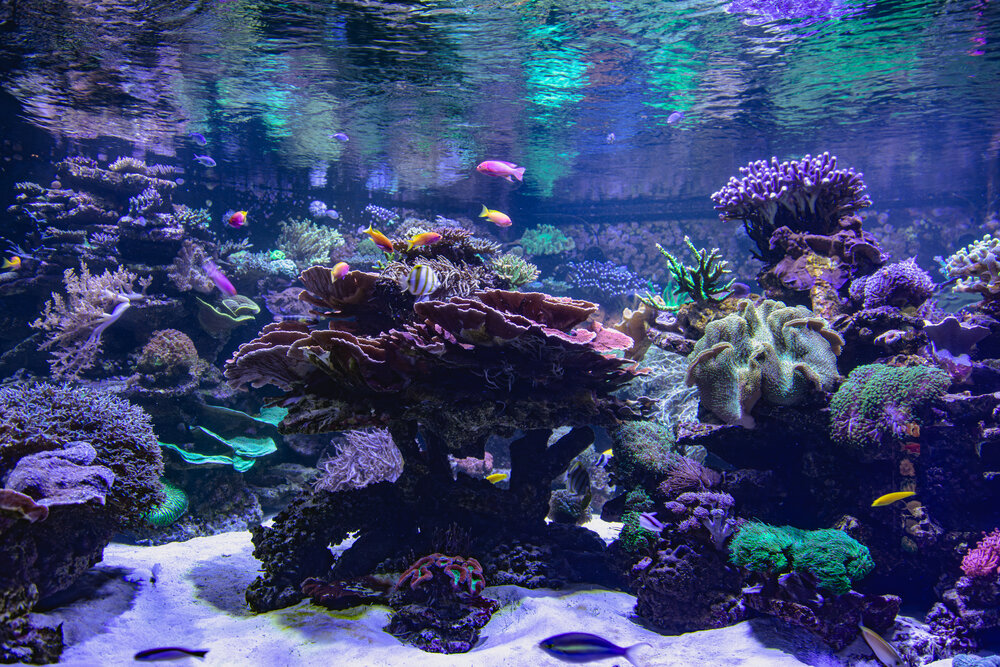 A beautiful detailed wide angle underwater photograph showing a colorful coral reef ecosystem with small pseudanthias squamipinnis sea goldie fish swimming inside a bright aquarium salt water tank during a sunny day
