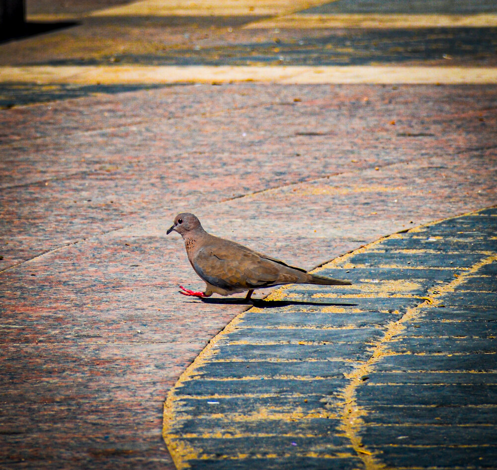 The Solitary Path