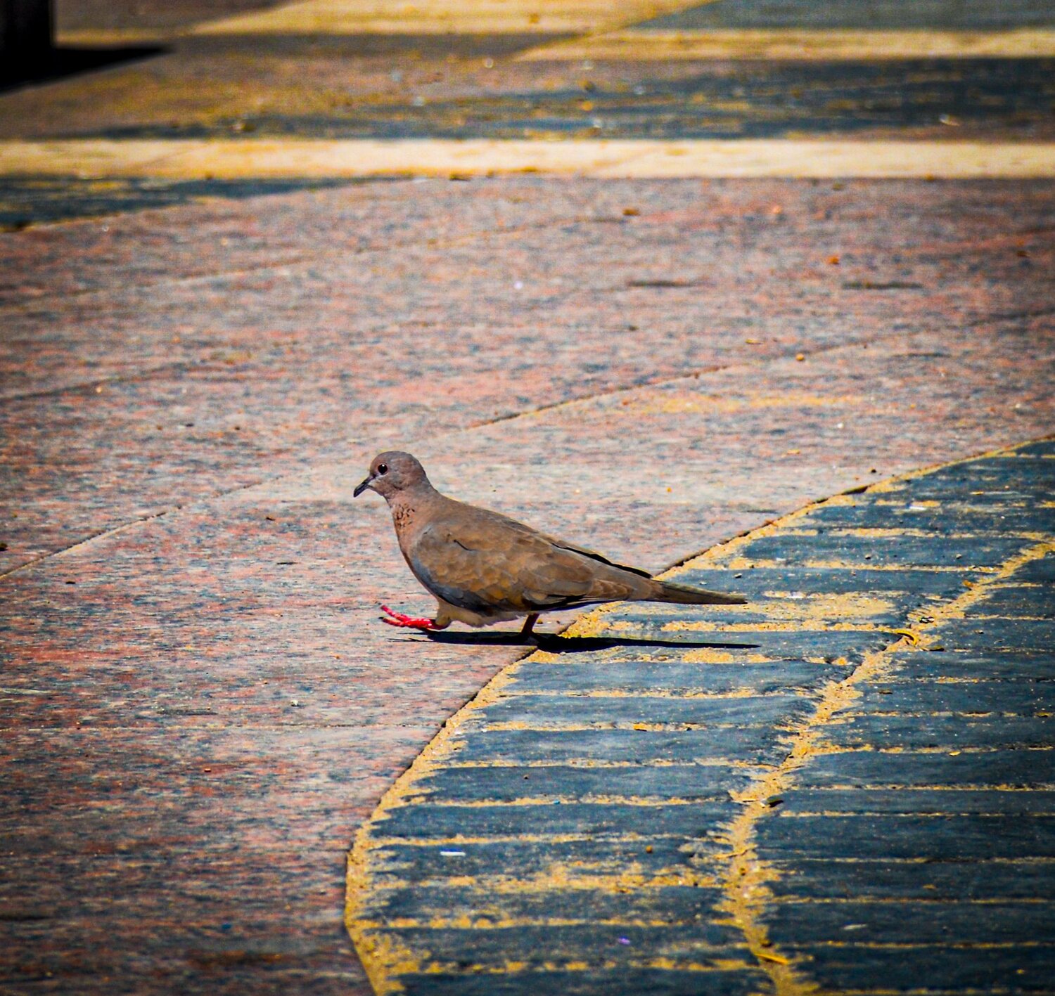 The Solitary Path