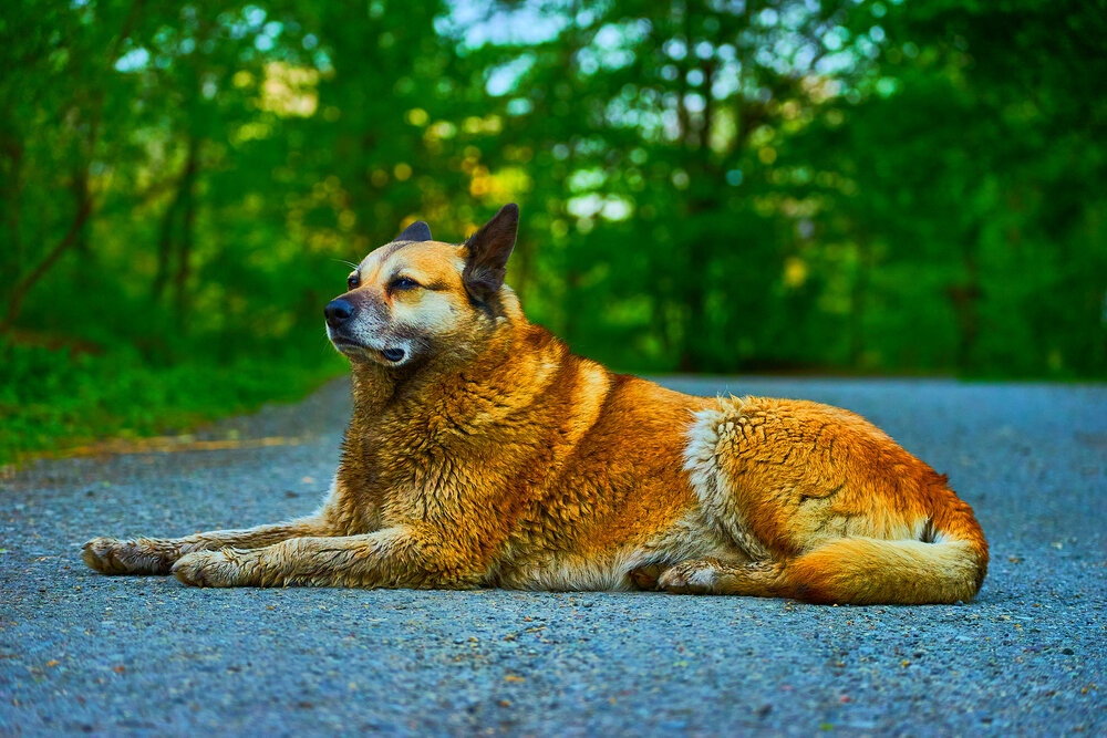 Photograph by Лариса Н