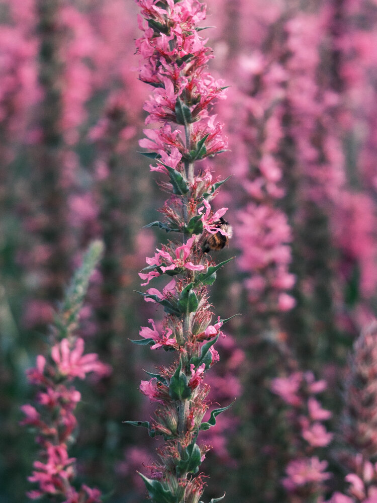 Photo #13822266