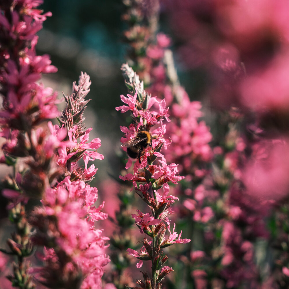 Photo #13822267