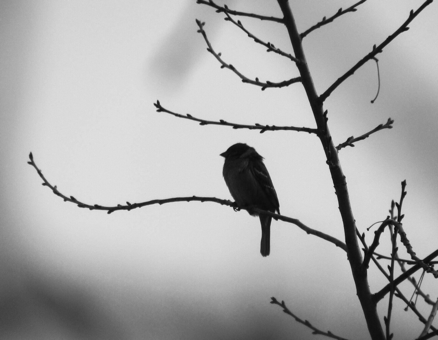 Photo #13822429