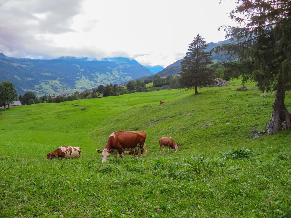 Peace in the Alps