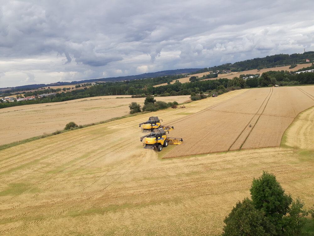 Golden Harvest