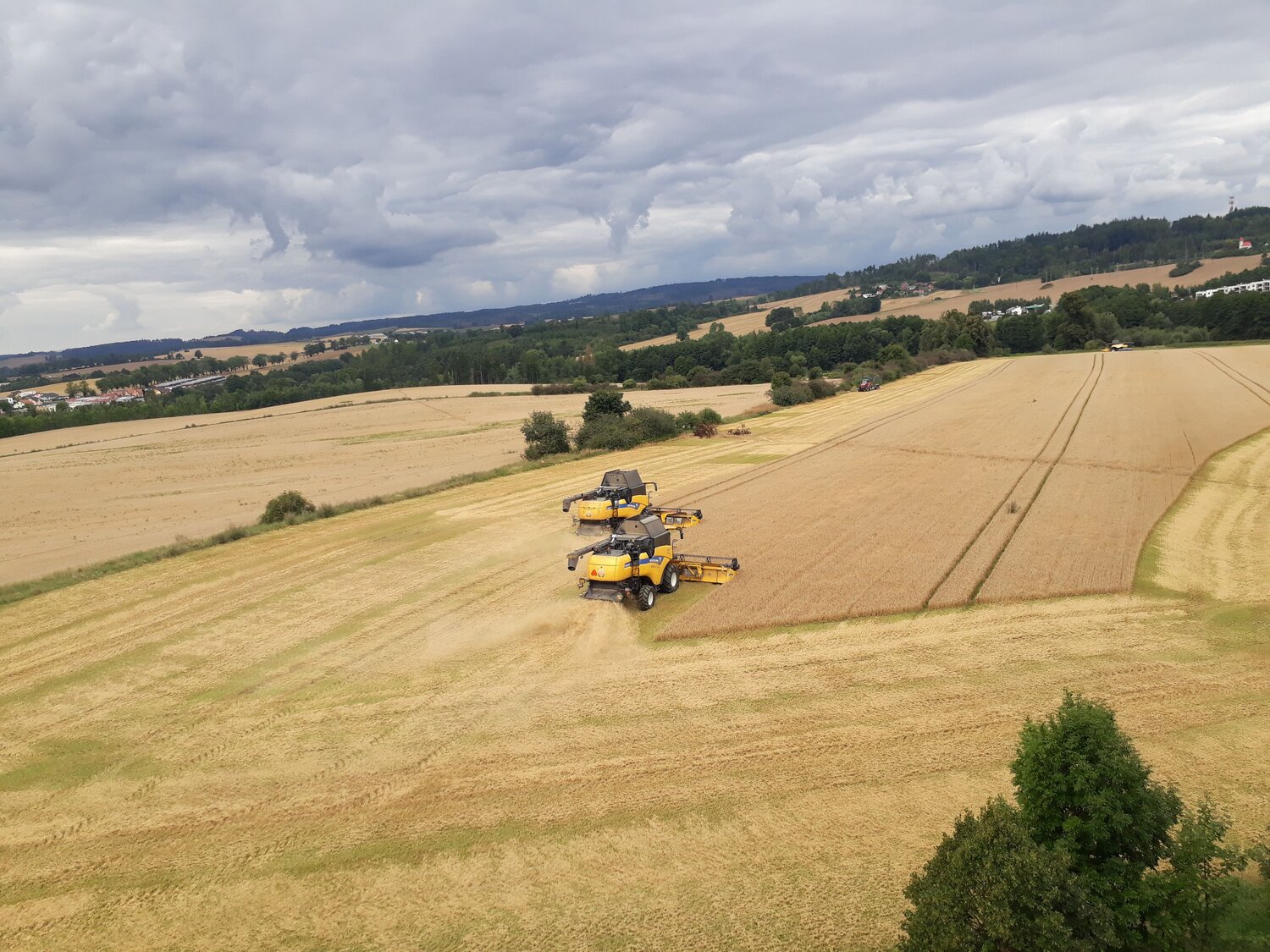 Golden Harvest