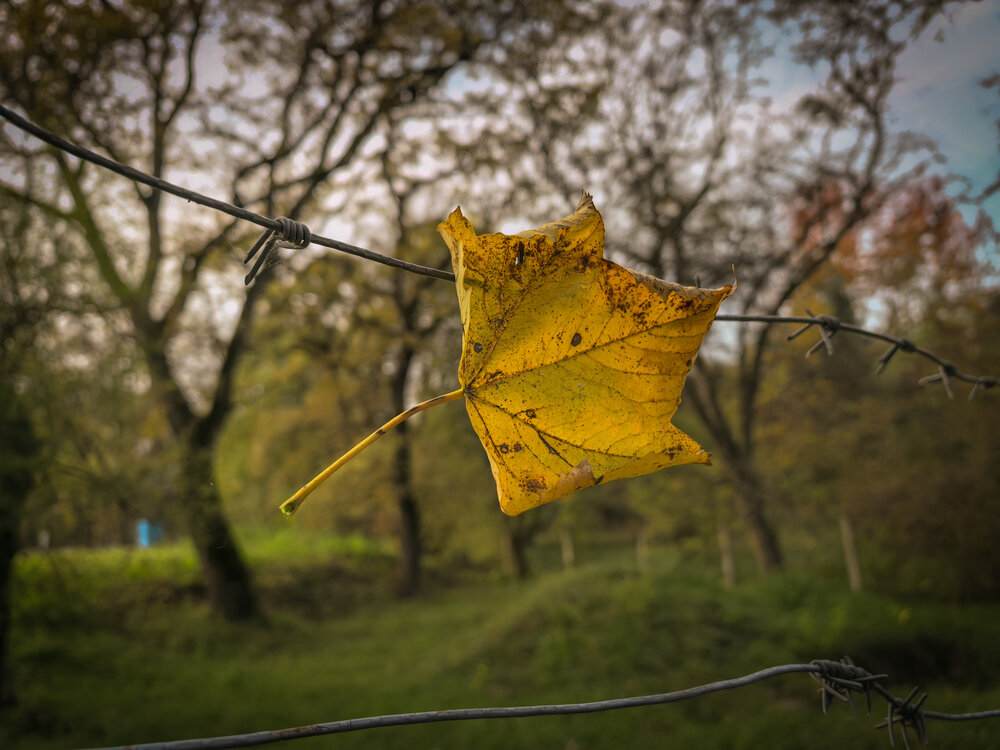 Photograph by Елена Шляхова