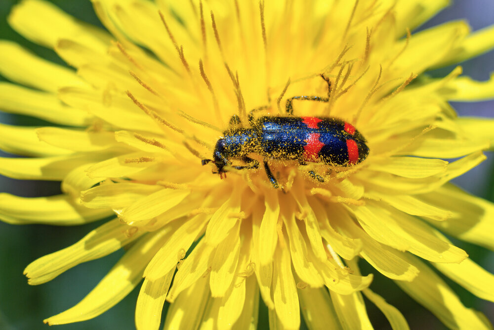 Photograph by Aleksey Maevskiy