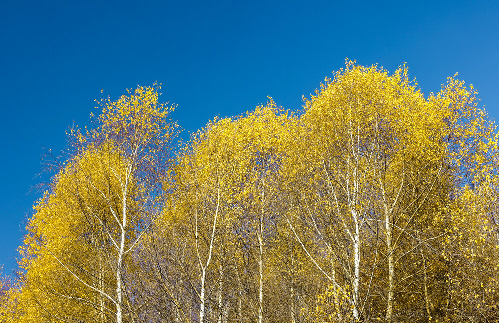 Photograph by Наталья Вавилова