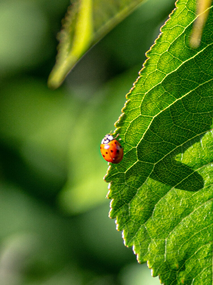 Photograph by Анастасия Юрьева