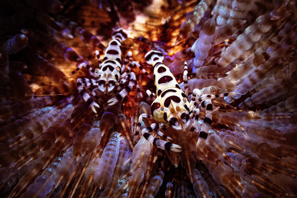 Фотография автора Deniz muzaffer Gokmen