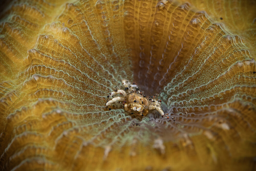 Фотография автора Deniz muzaffer Gokmen