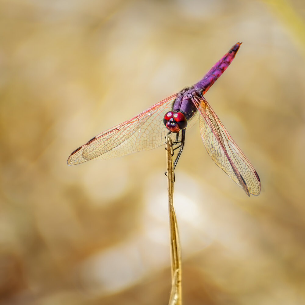 Photograph by Марина Ческис