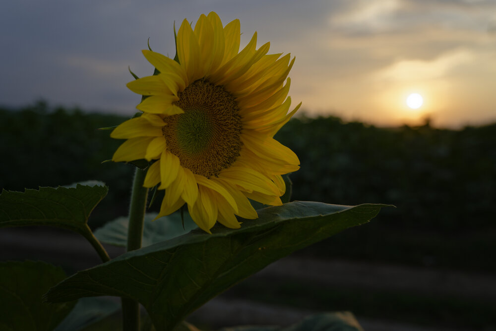 Photograph by Степанов Сергей