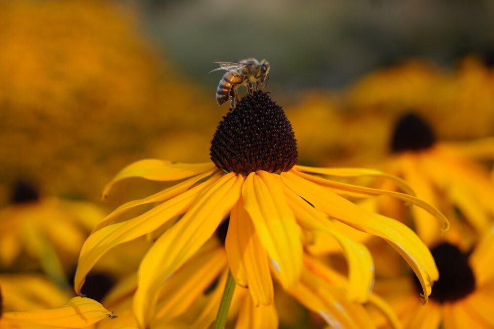 Photograph by Ирина Шауро