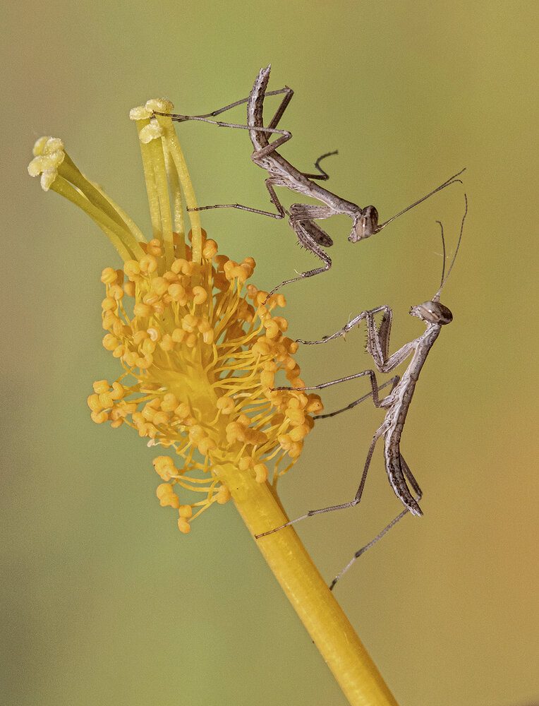 Photograph by Mario Fiorucci