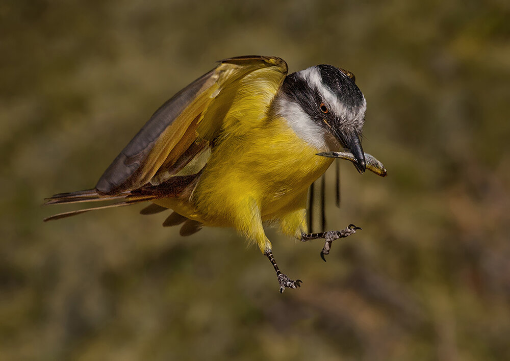 Photograph by Mario Fiorucci