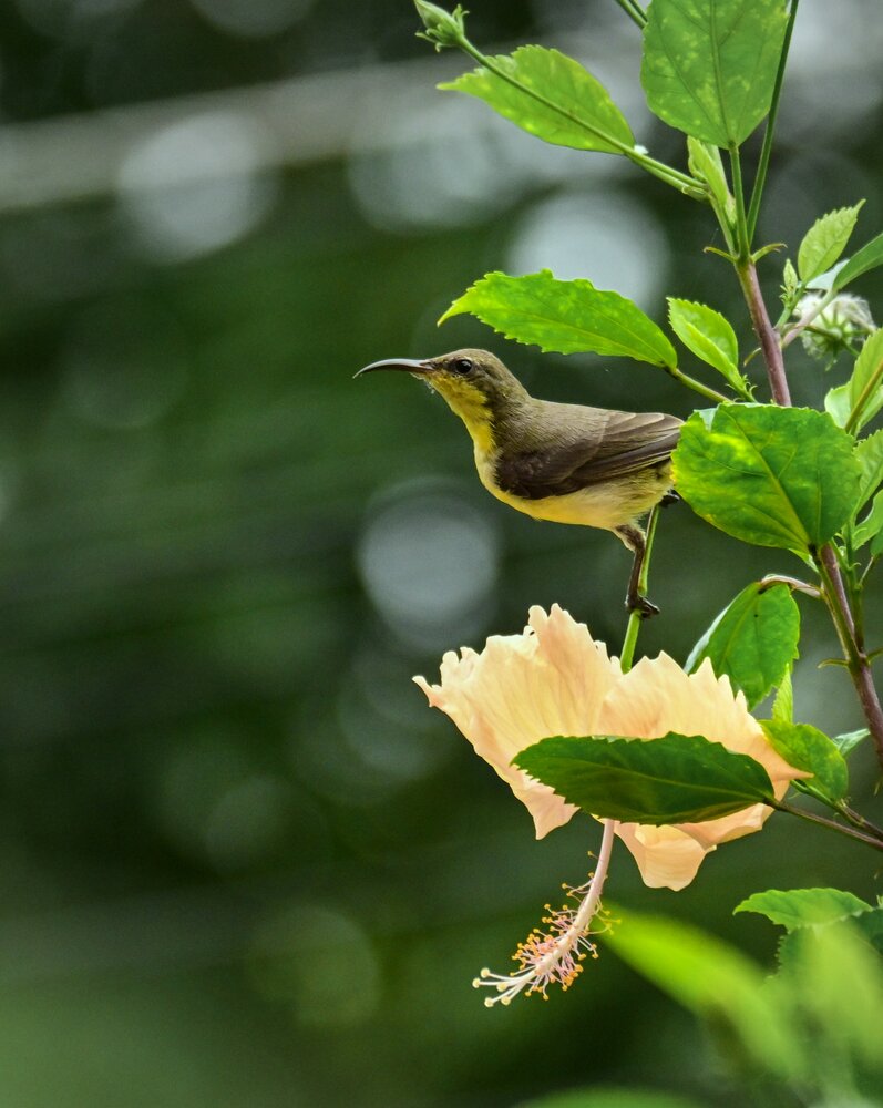 Photograph by Archisman Narayan Lahiri