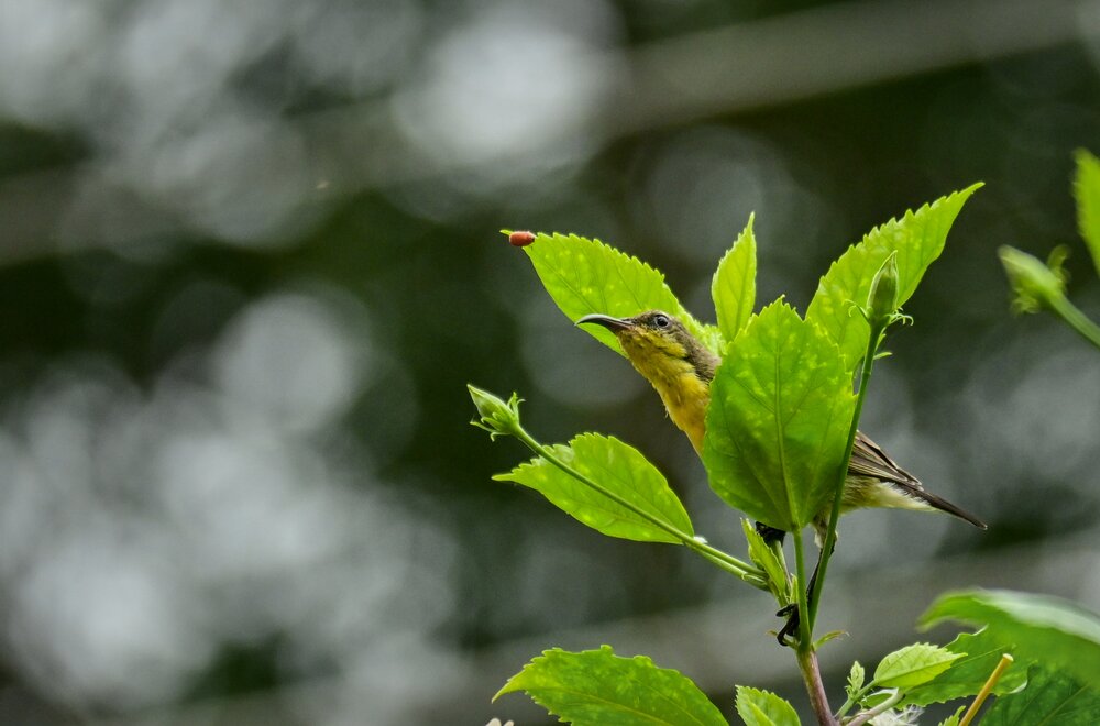 Photograph by Archisman Narayan Lahiri