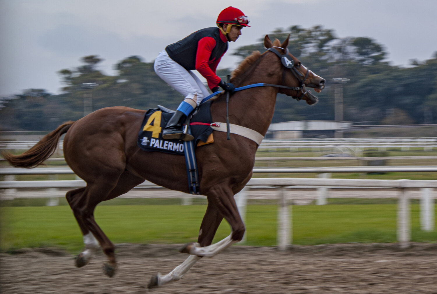Pure Thoroughbred in Action