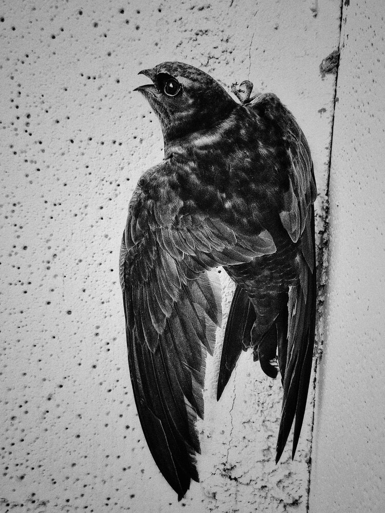 Photo #13823692