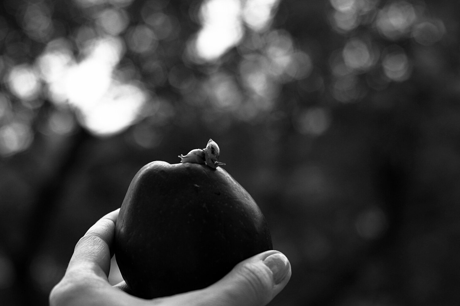 Photo #13823879