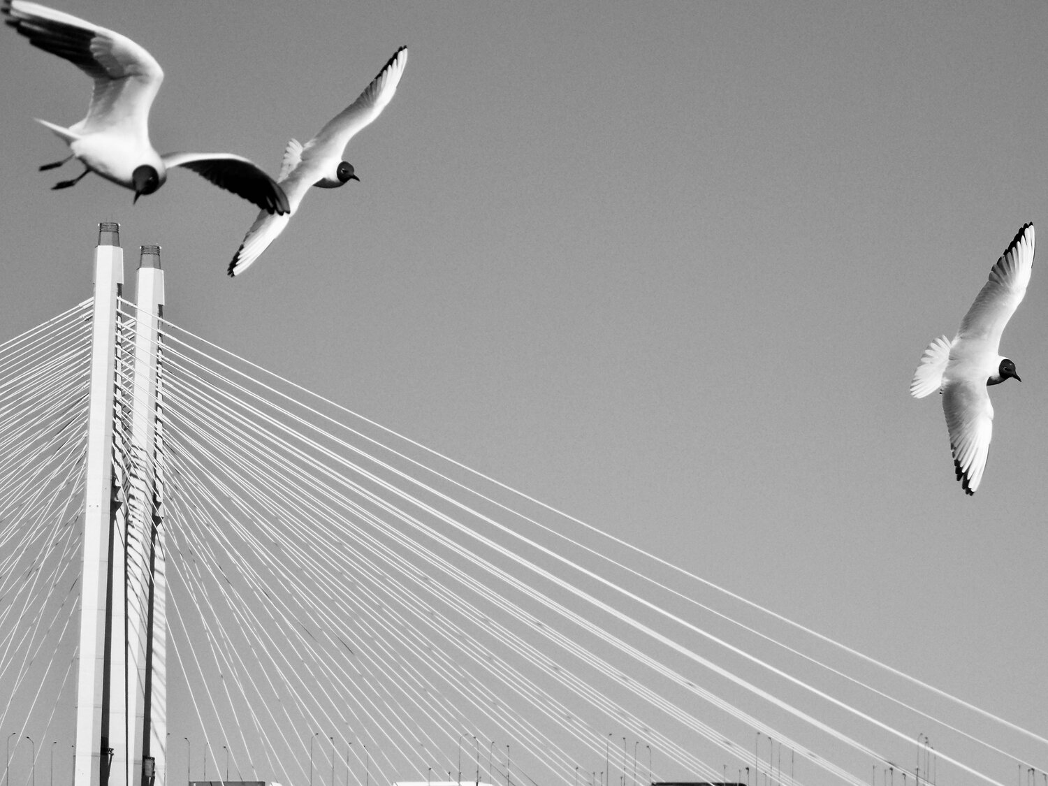 Photo #13823893