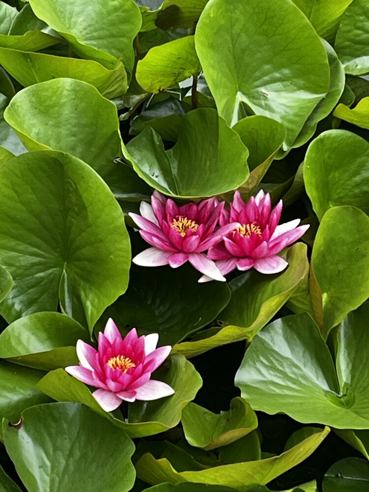 Photograph by Евгения Лазарева