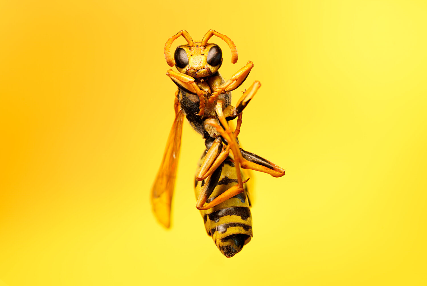 Wasp
