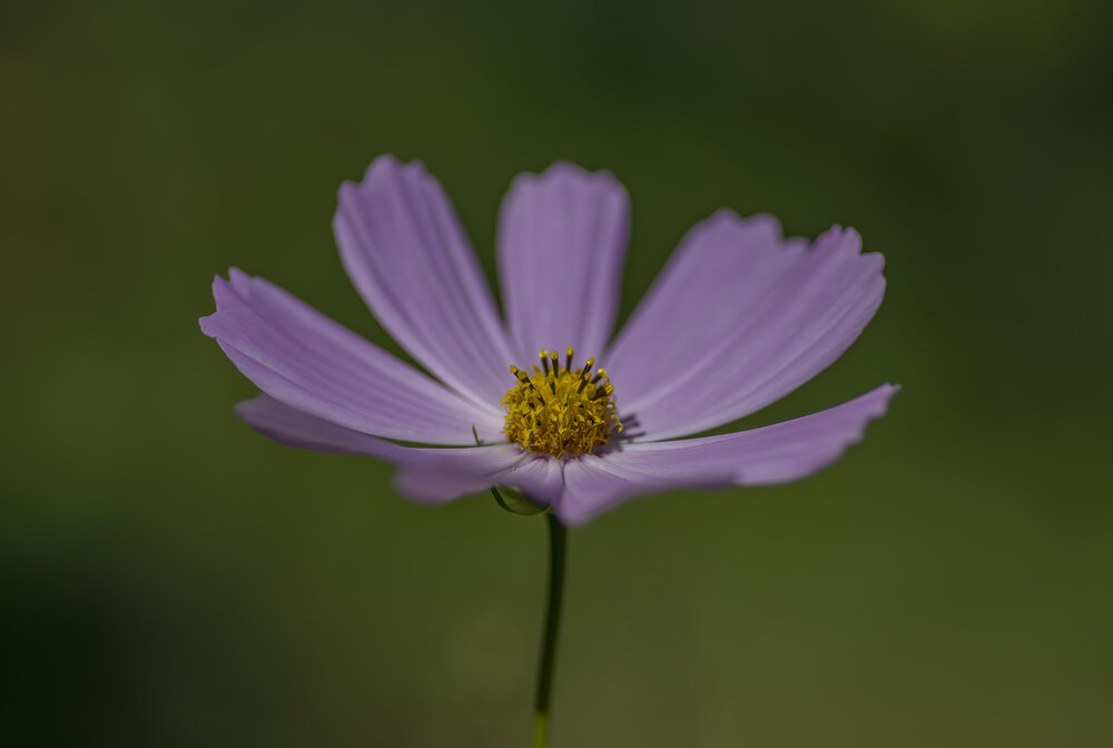 Photograph by Сергей Пидронов