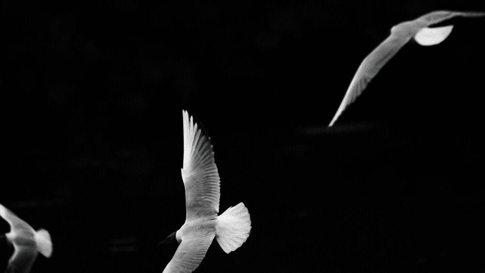 Photo #13824432