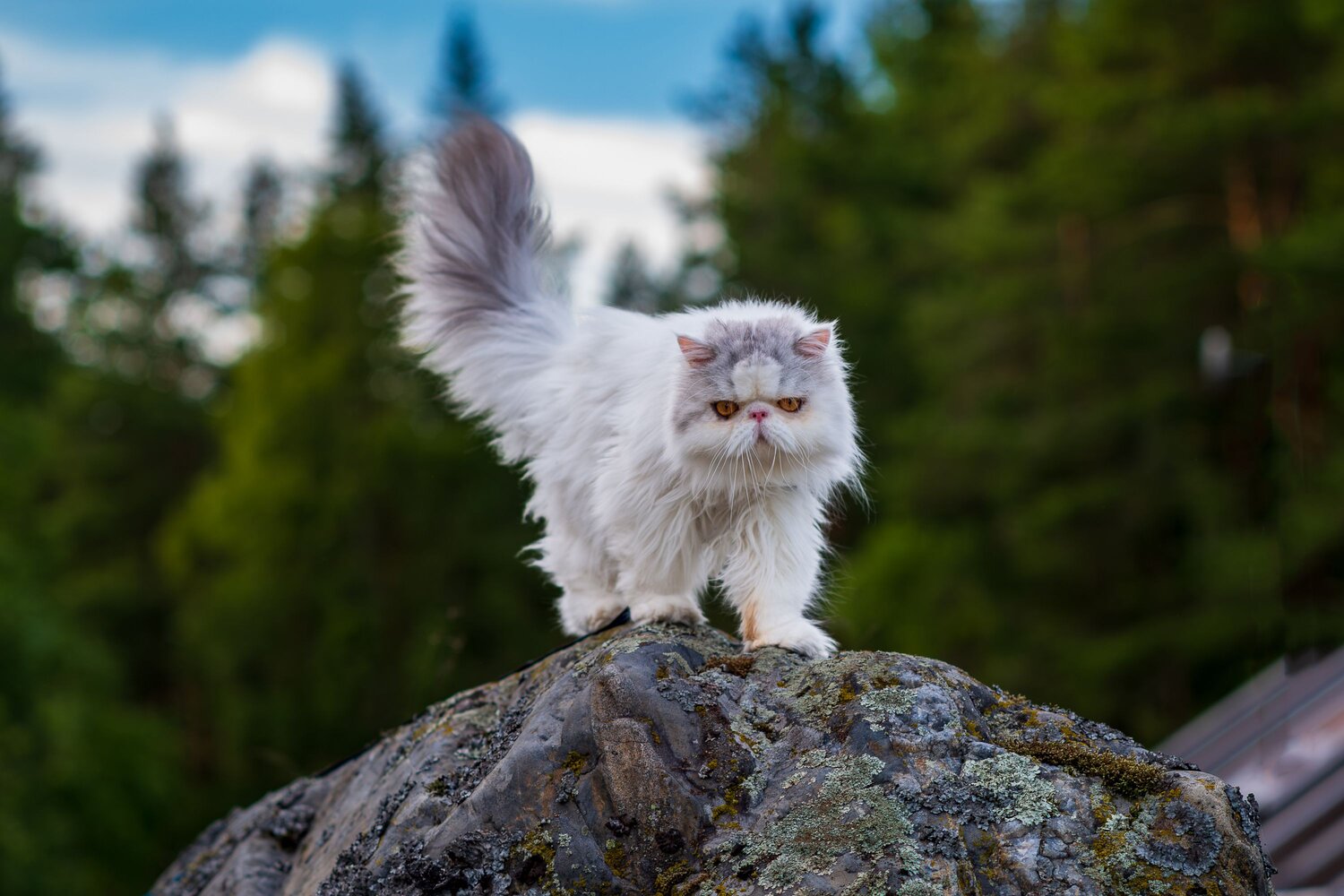 Photo #13824551