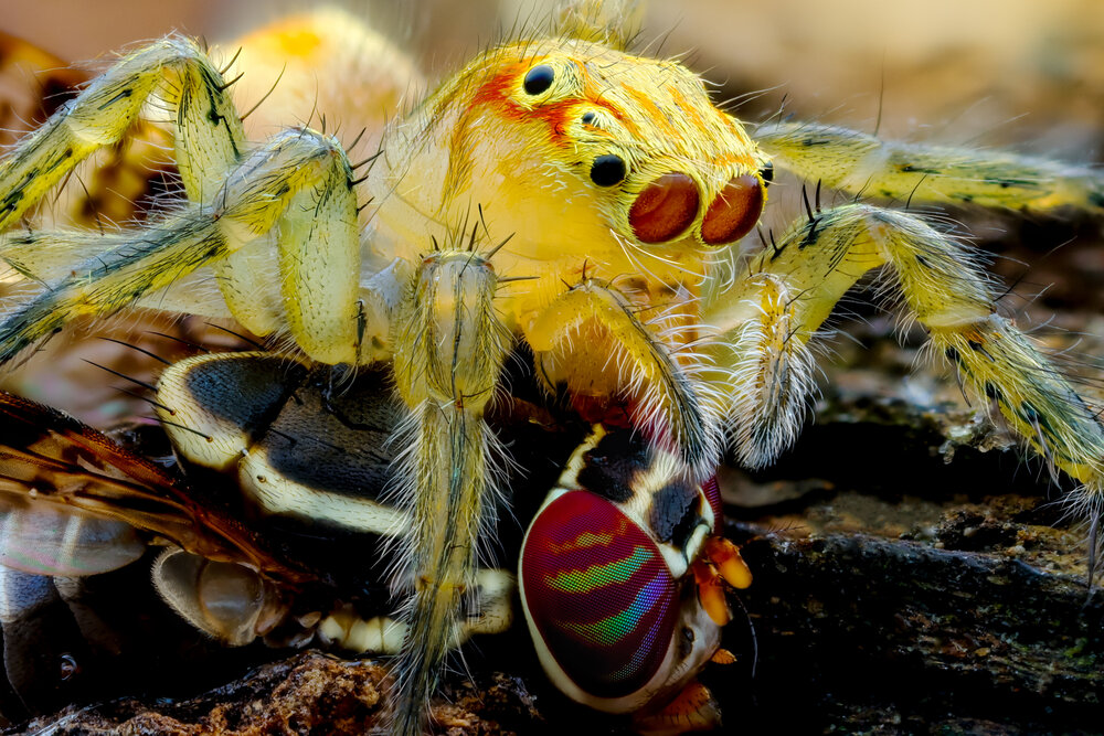 Photograph by Ly Phu Tai