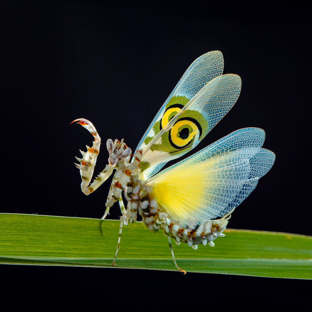 Photograph by Ly Phu Tai