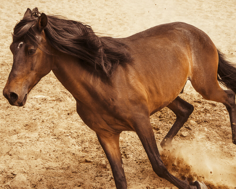 Brujo
