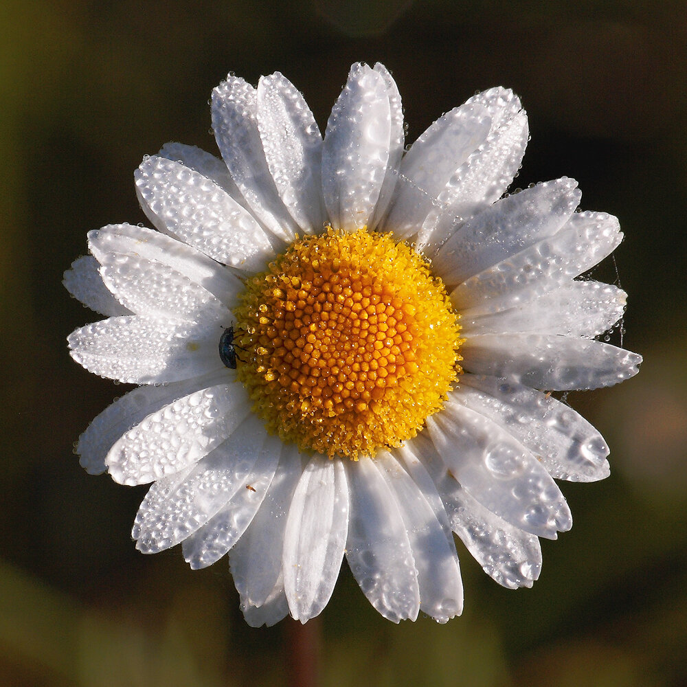 Photograph by Arnis Krūmiņš