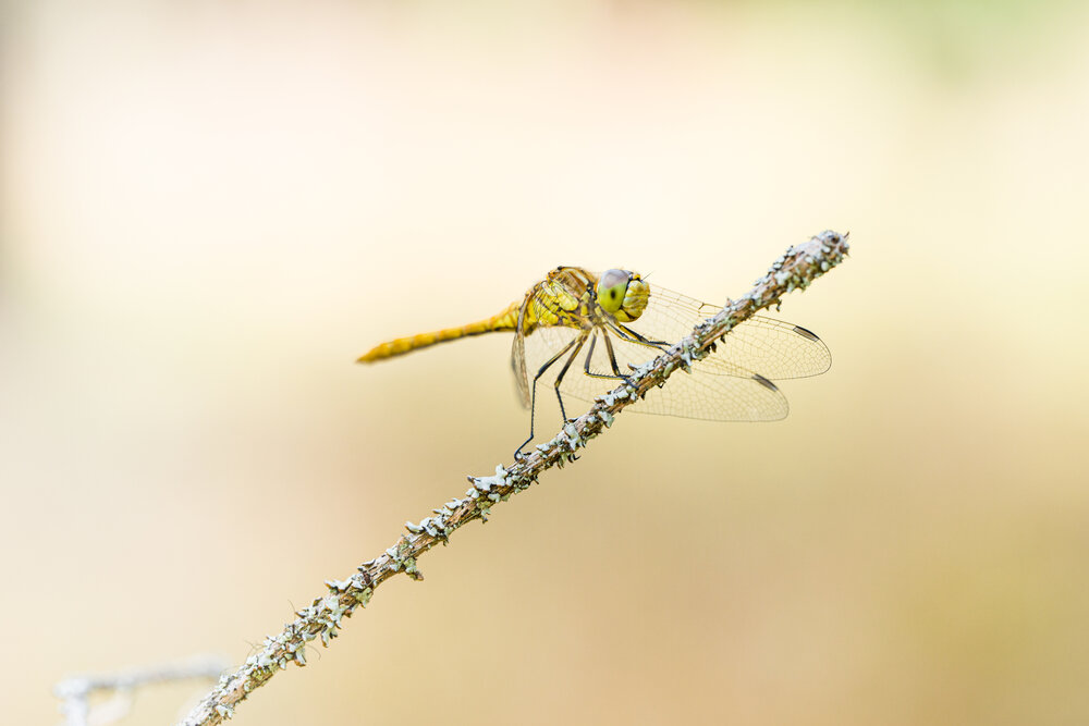 Photograph by Ekaterina Barashkova