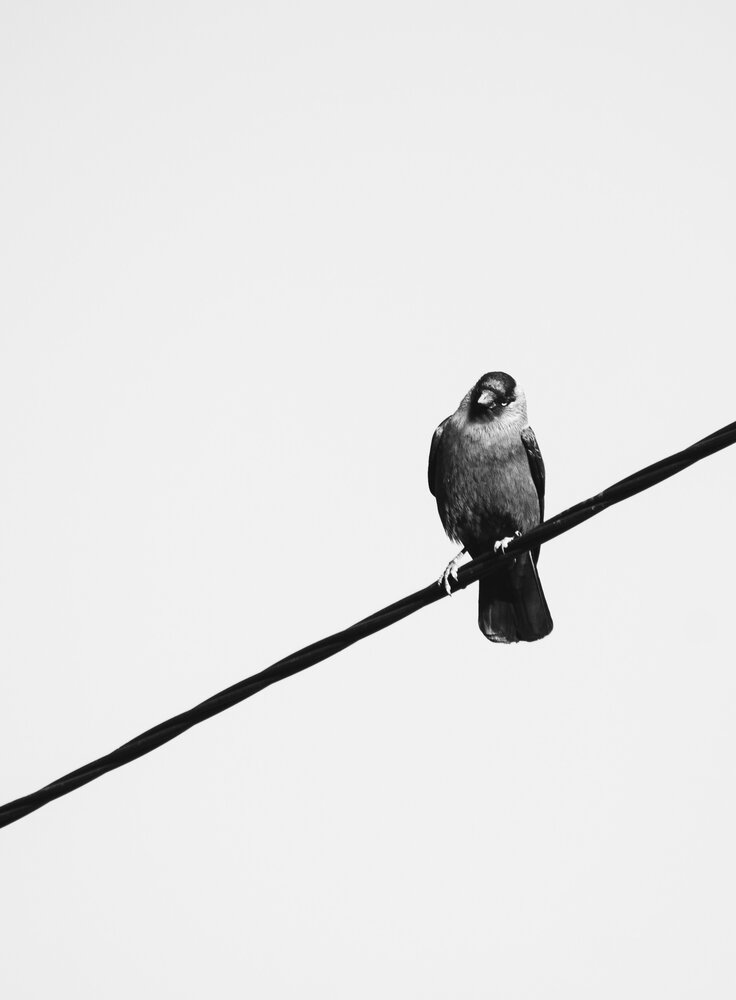 Photograph by Елена Фурашова