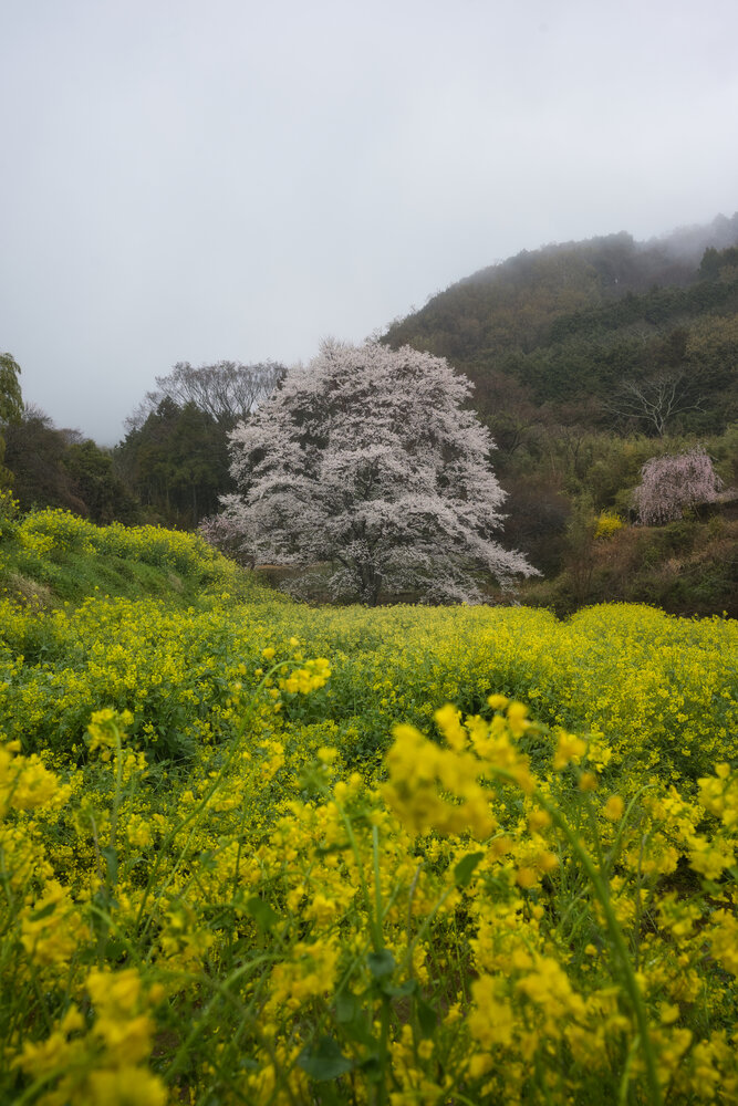 Photograph by 杉山 皓太郎