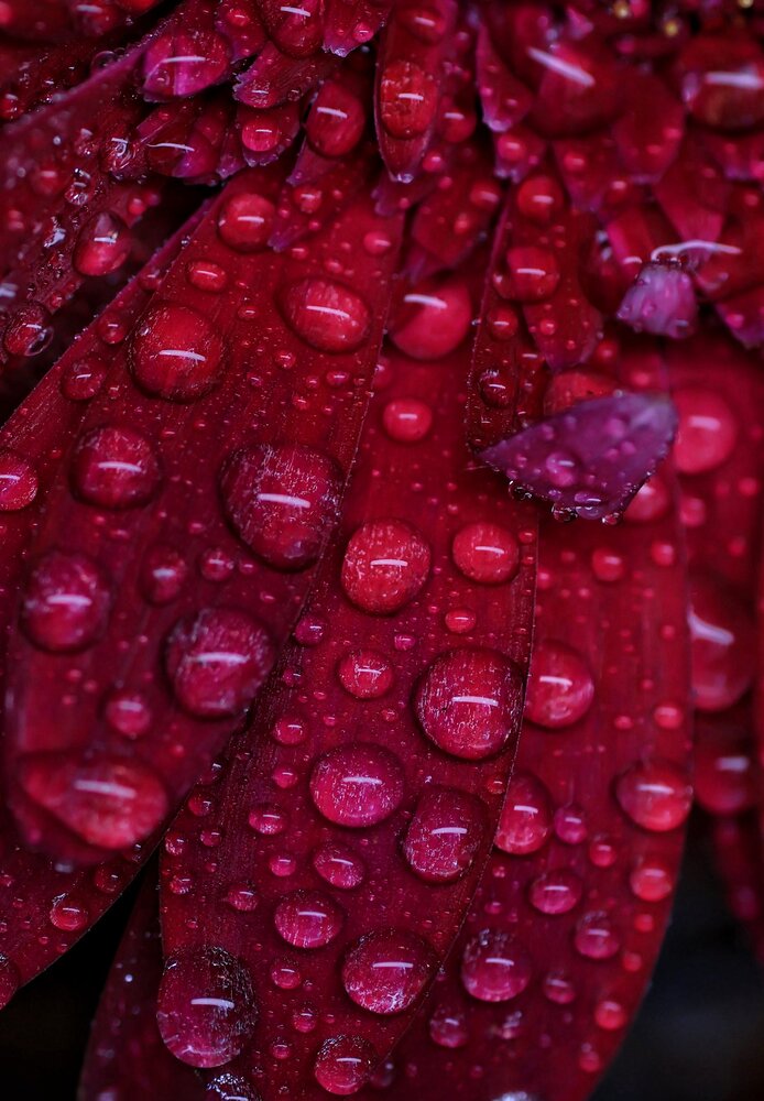 Photograph by Olga Asson
