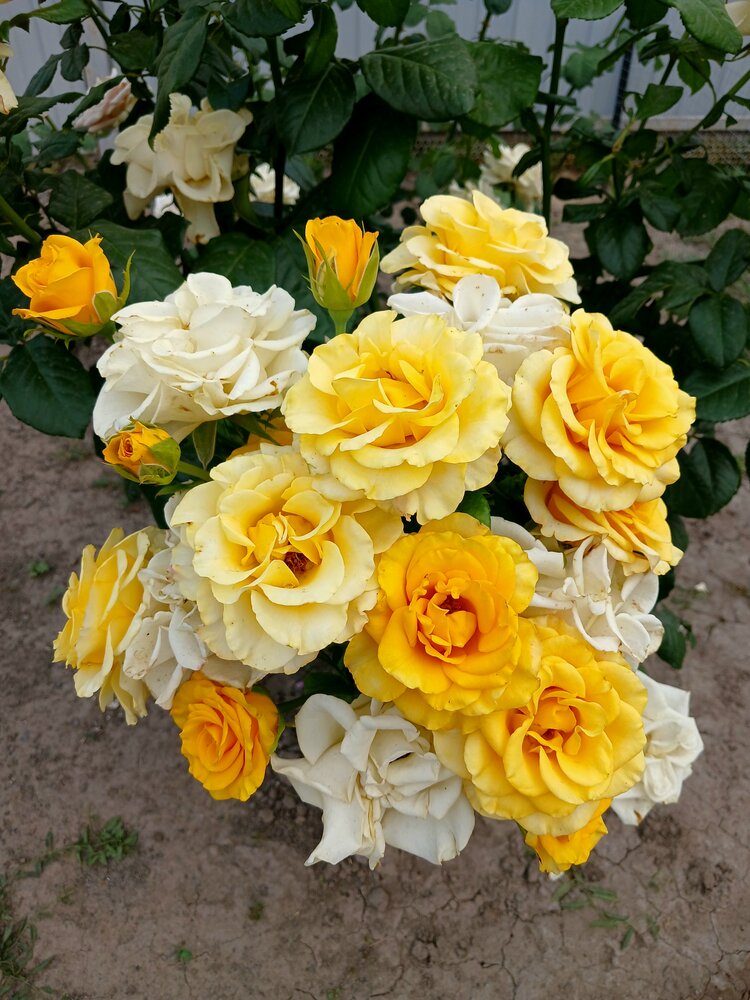 Photograph by Татьяна Королёва