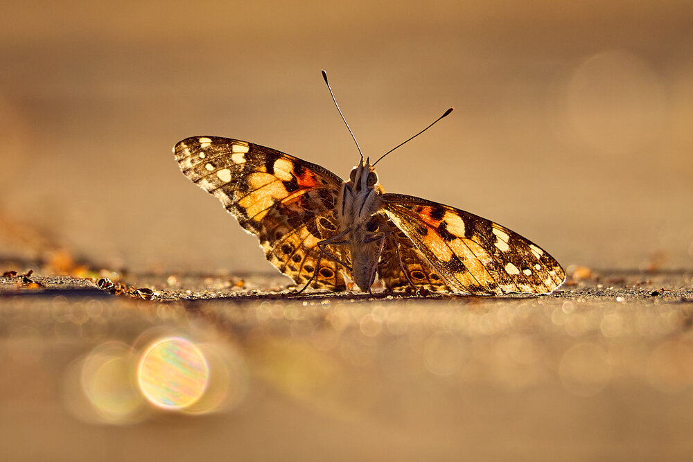 Photograph by Mikhail Khmelevskiy