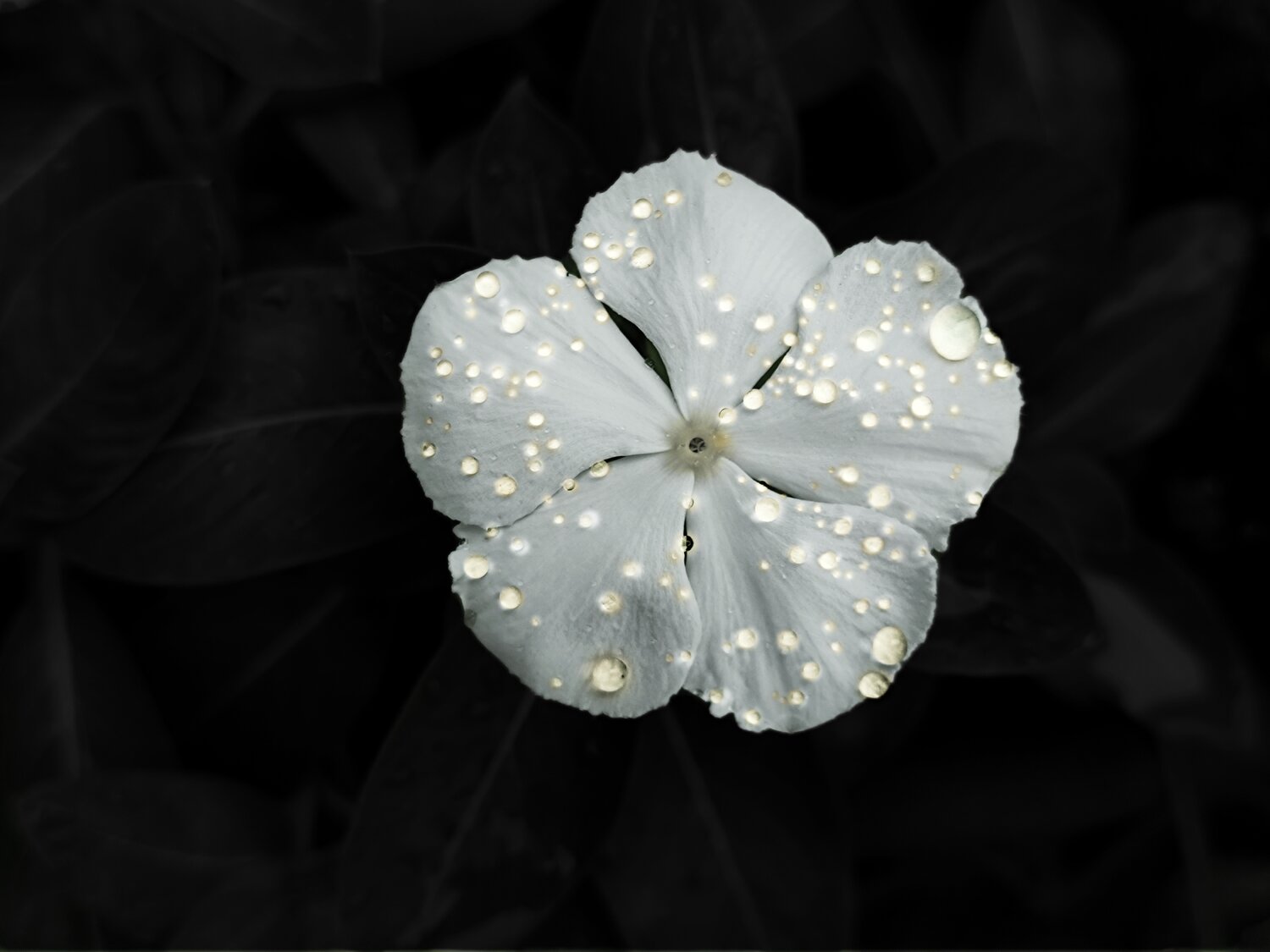 Astral bloom