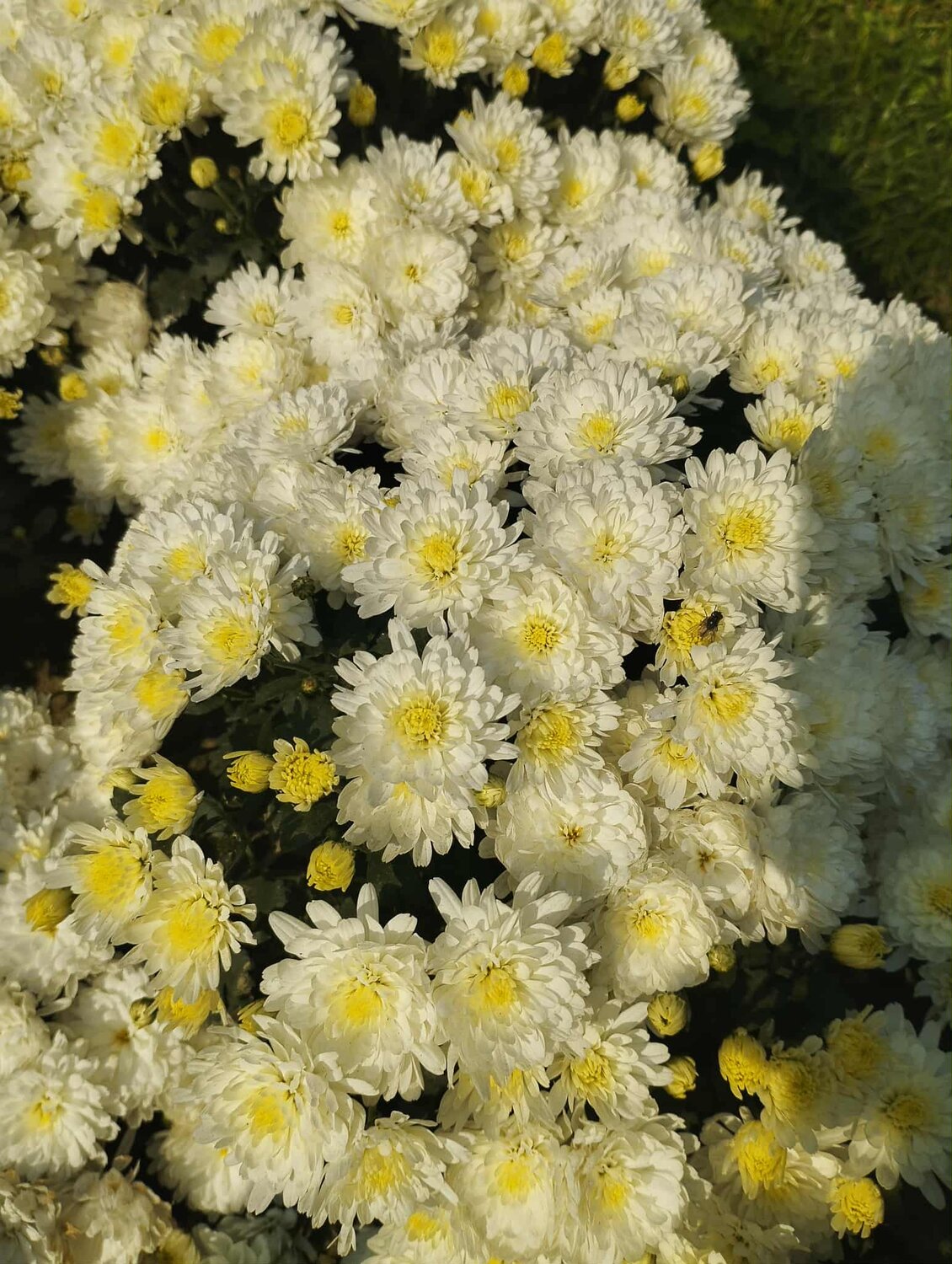 Photo #13825370