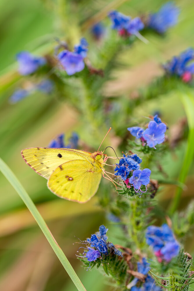 Photograph by Галина Григорьева