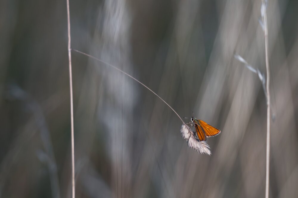 Imprisoned Wings