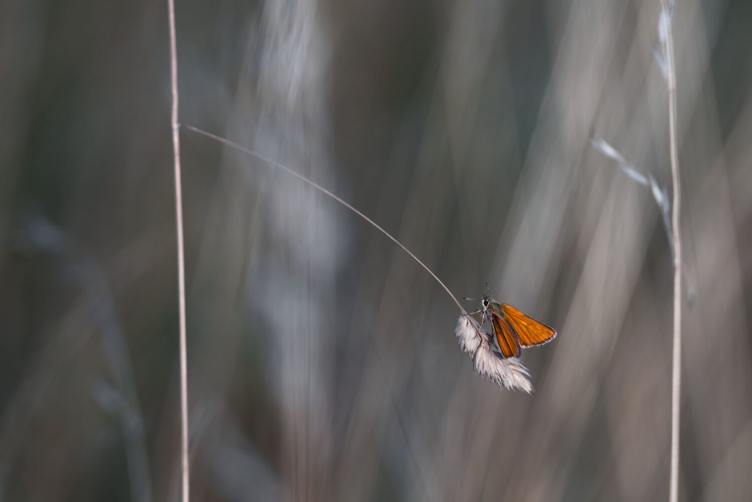 Imprisoned Wings
