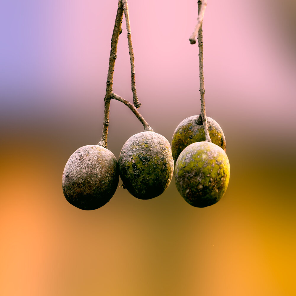 Фотография автора PassionFoto by Sukhen Bandyopadhyay