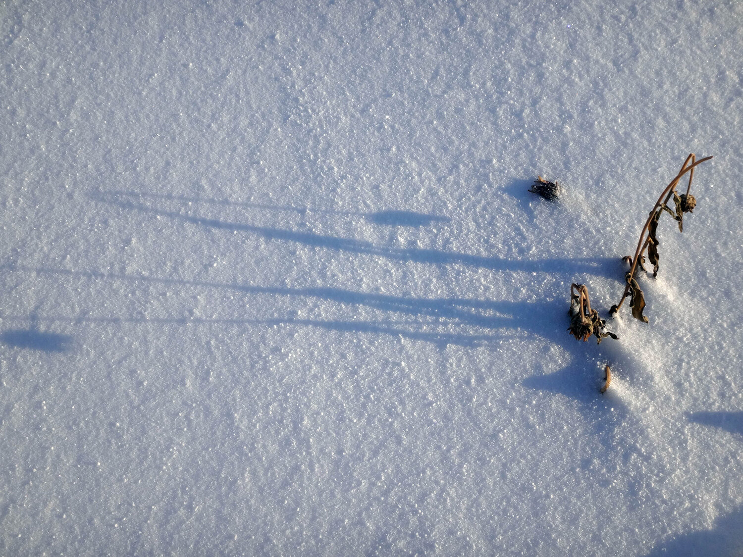 Photo #13825668